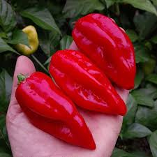 Peperoncini