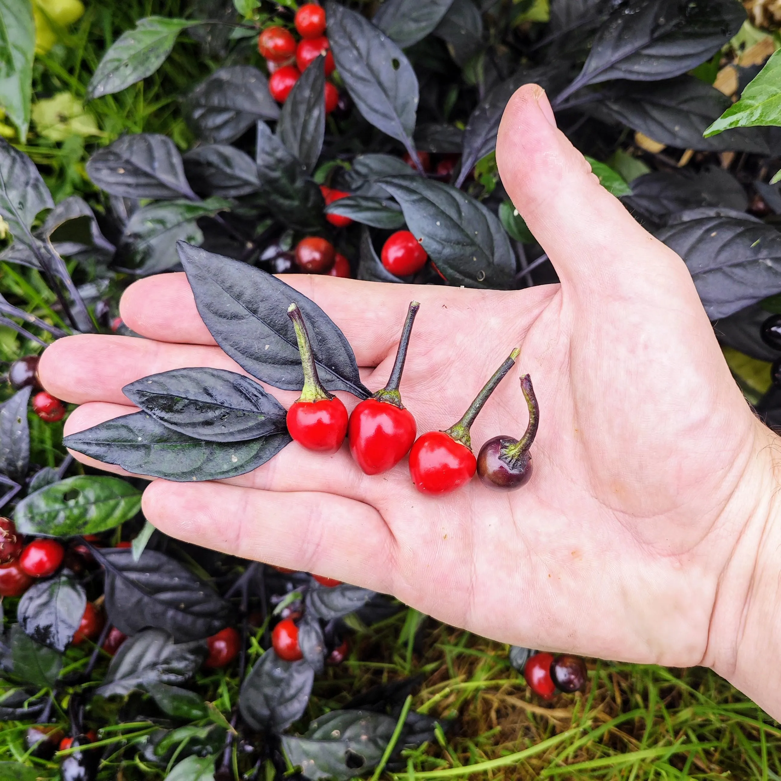 Peperoncino Black Pearl – 50 Semi – Black Pearl Pepper Seeds, Raro, Alta Qualità, Ornamentale, Facile da Coltivare, Alta Germinabilità, Non-GMO