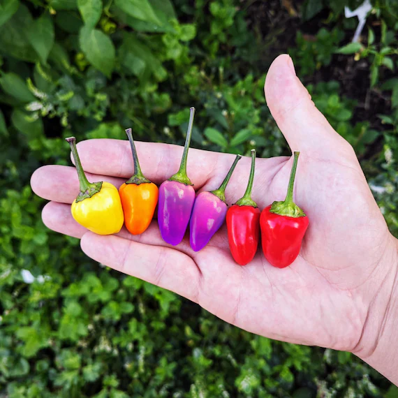 Peperoncino Bolivian Rainbow – 50 Semi – Bolivian Rainbow Pepper Seeds, Raro, Alta Qualità, Ornamentale, Facile da Coltivare, Alta Germinabilità, Non-GMO Prezzo normale