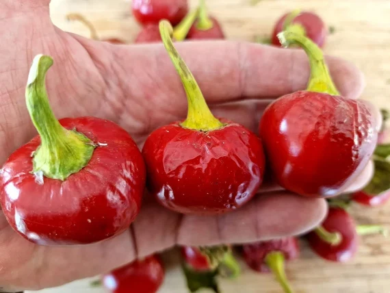 Peperoncino Calabrese Tondo – 50 Semi – Calabrese Tondo Pepper Seeds, Raro, Alta Qualità, Ornamentale, Facile da Coltivare, Alta Germinabilità, Non-GMO
